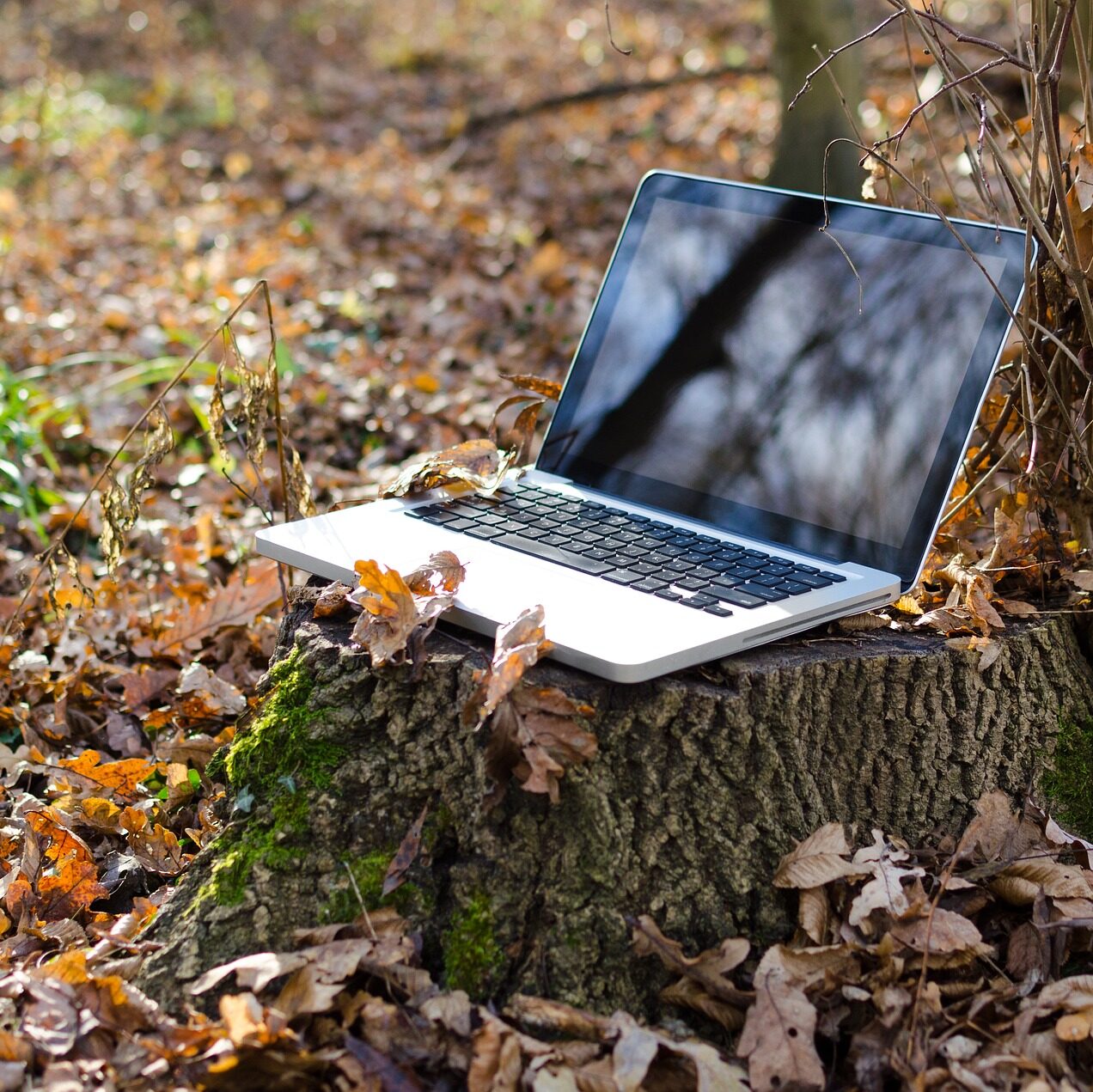 Ordinateur installé en extérieur parmi les feuilles